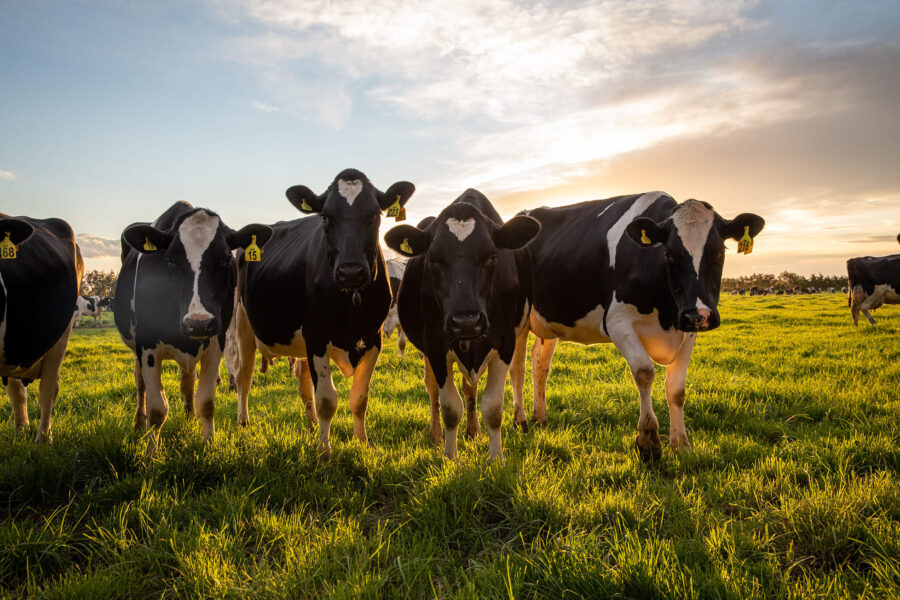 van der Lely Foundation website